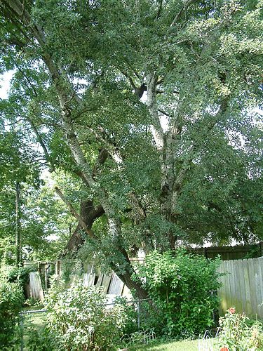 Populus alba